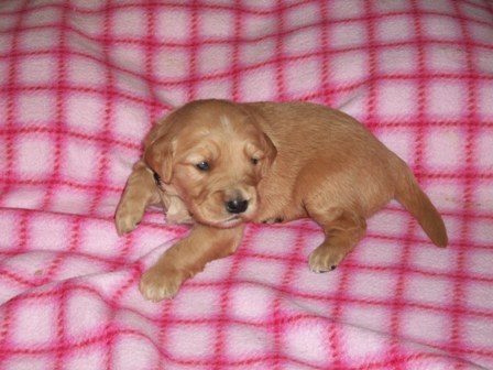 Picture of Camo Turquoise 13